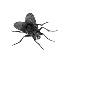 fly PNG image-3953